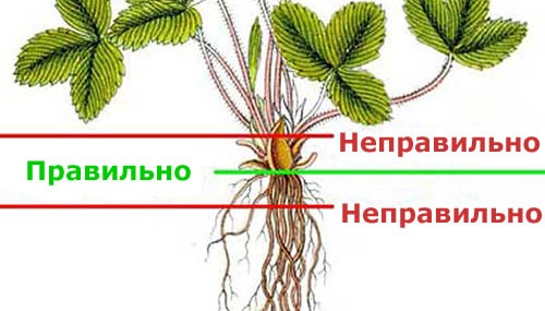 Правила посадки земляники садовой