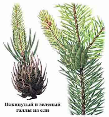 Вредители и болезни ели обыкновенной