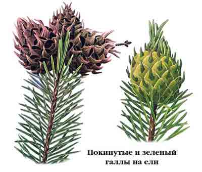 Вредители и болезни ели обыкновенной