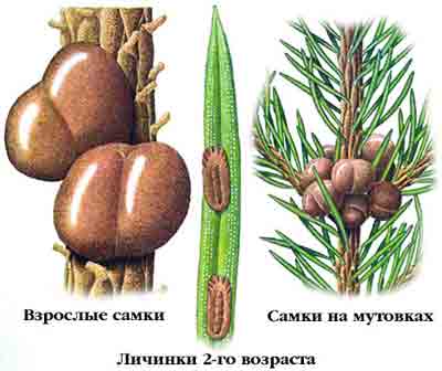 Вредители и болезни ели обыкновенной