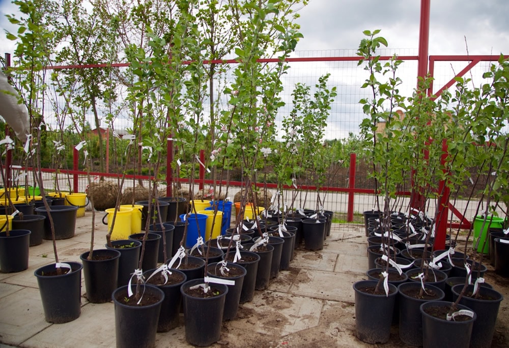 Купить саженцы недорого в Новосибирске