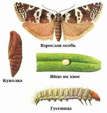 Вредители и болезни ели обыкновенной