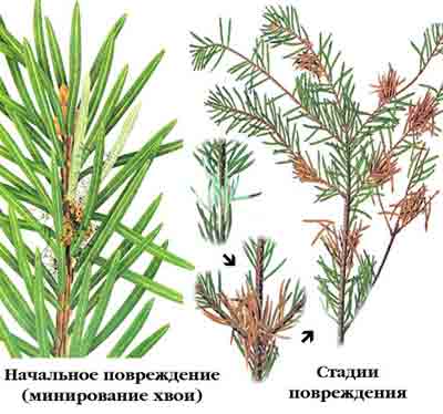 Вредители и болезни ели обыкновенной