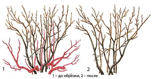 Обрезка смородины