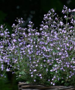 Каламинта котовниковая Marvelette Blue