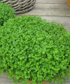 Мята корсиканская Mint Mini Mint