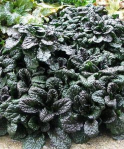 Живучка пирамидальная Металлика Криспа Ajuga pyramidalis Metallica Crispa