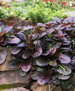 Живучка ползучая Атропурпуреа Ajugareptans Atropurpurea