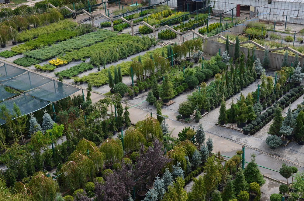 Питомники растений в области