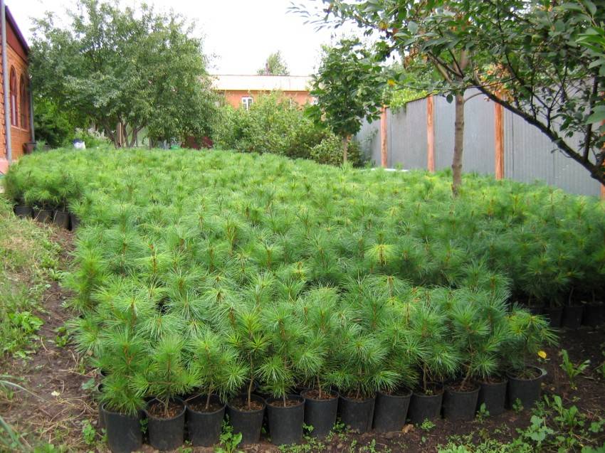 Хвойные растения для сада