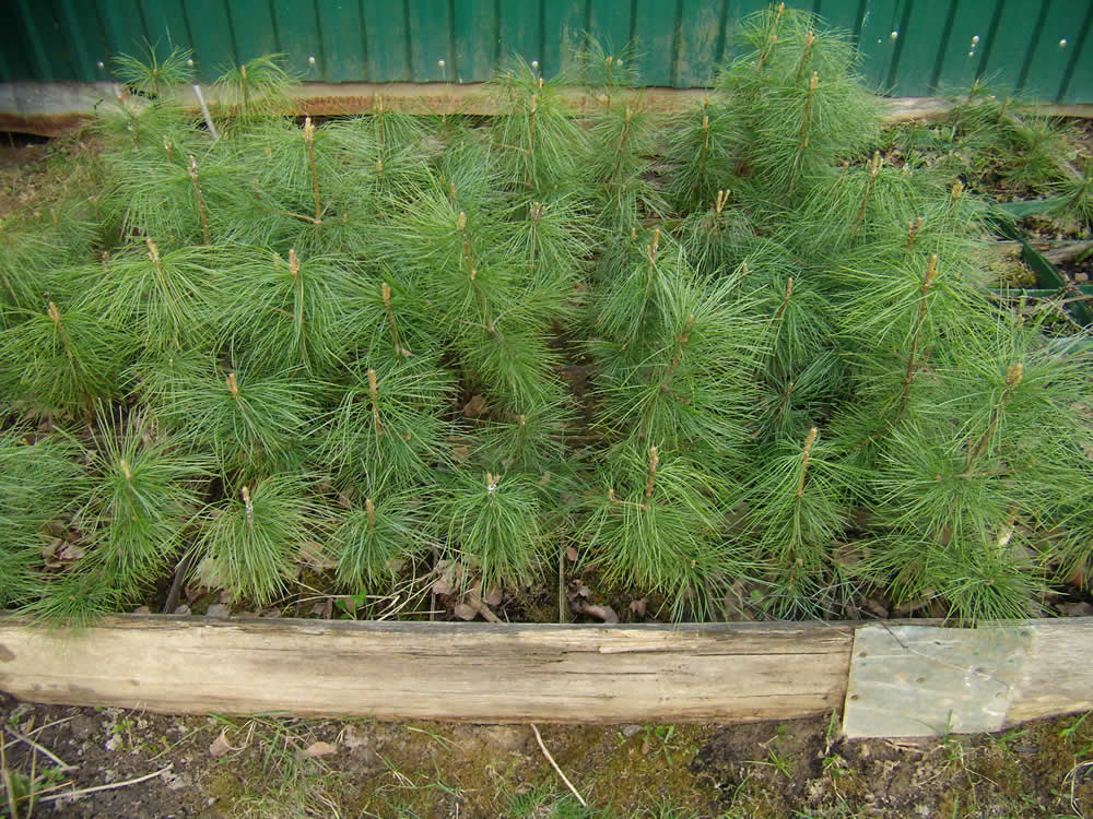 Купить хвойные растения