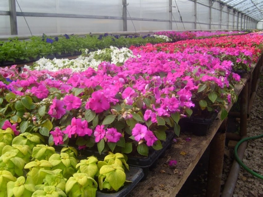 Однолетняя рассада