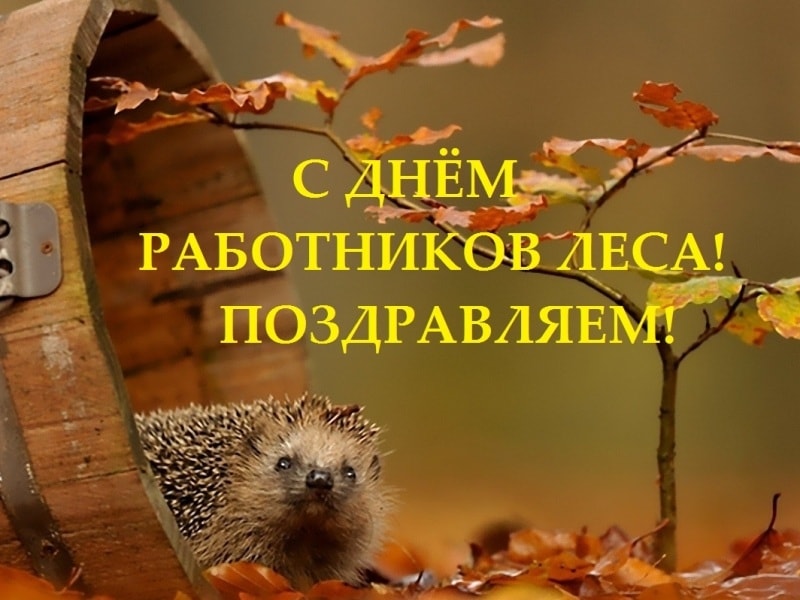 Поздравляем работников леса с профессиональным праздником!
