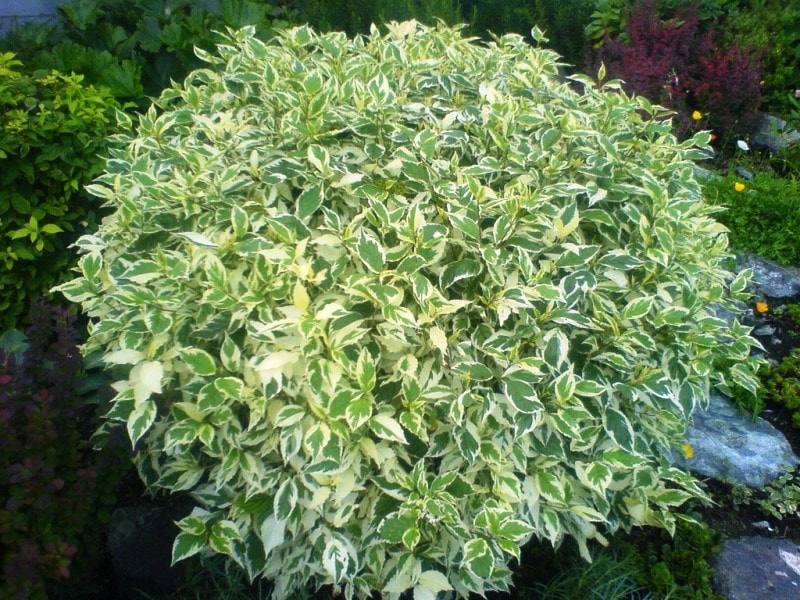 Купить лиственные кустарники