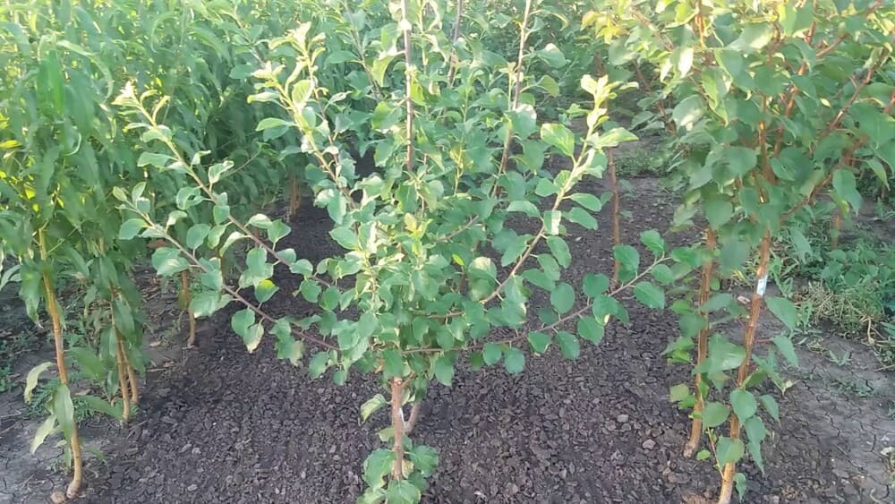 Купить саженцы сливы