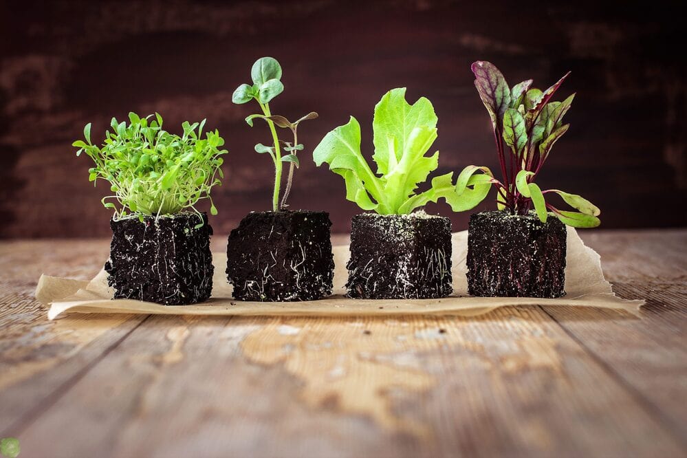 Успевайте купить посадочный материал по ценам уходящего сезона