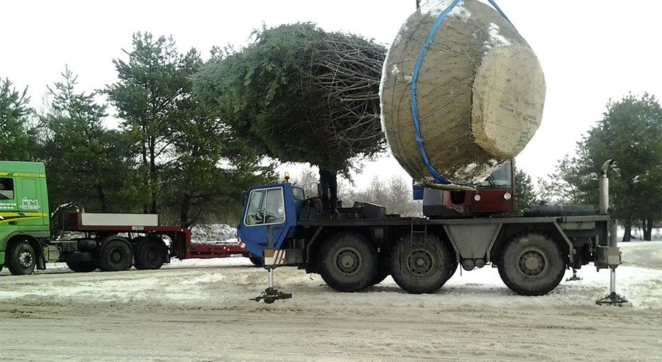 Доставка деревьев до участка