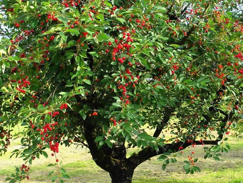 Купить дерево вишню
